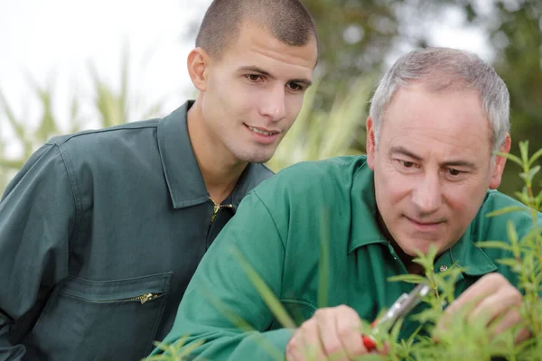 Hombres Jardineros Recorte Jardinería Arbustos —  Fotos de Stock