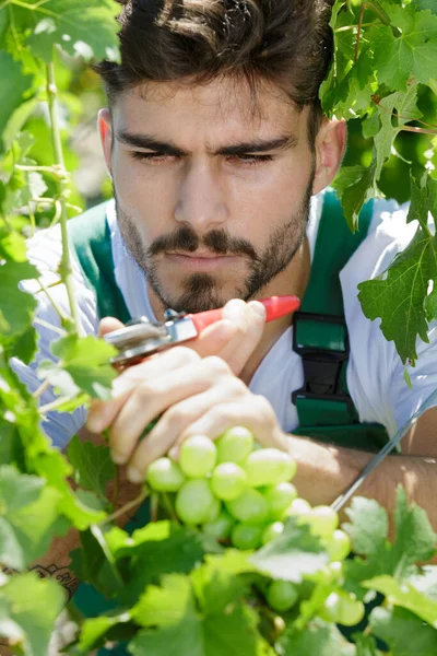 Красивий Молодий Чоловік Працює Винограднику — стокове фото