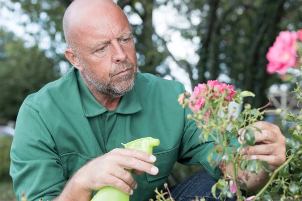 年上の男が花を切り — ストック写真