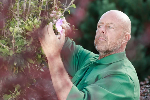 Mature Man Cutting Flowers Backyard — Stock Photo, Image