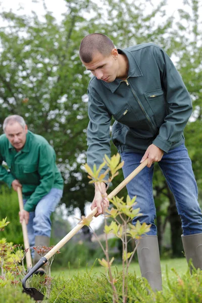 Männer Graben Mit Spaten Garten — Stockfoto