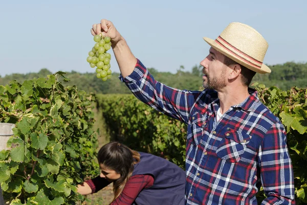 Человек Выращивающий Виноград Винограднике — стоковое фото