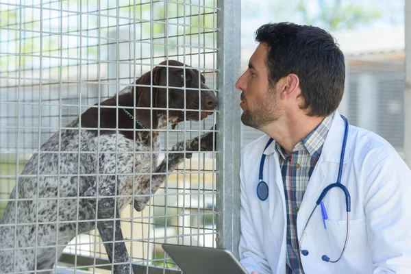 Ветеринар Навещает Собаку Клетке — стоковое фото