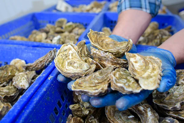 Oysters Held Man Hands — Stock Photo, Image