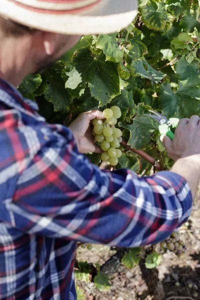 Weinberg Bereit Für Die Produktion Von Wein — Stockfoto