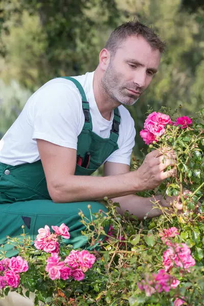 はさみと赤いバラの庭師 — ストック写真