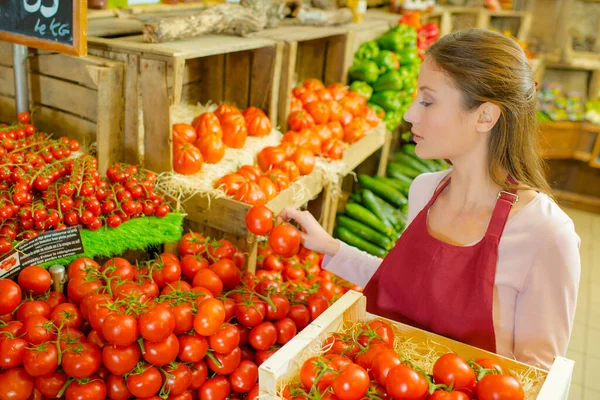Een Meisje Selecteert Tomaten — Stockfoto