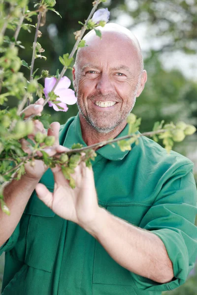 Dojrzałe Mężczyzna Ogrodnik Przez Rośliny Rozkwicie — Zdjęcie stockowe