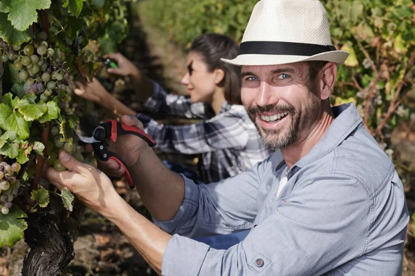 Щасливий Чоловік Садівник Стоїть Дереві Винограду — стокове фото