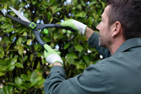Jardineiro Com Cortador Sebes Moldando Parede Thujas — Fotografia de Stock