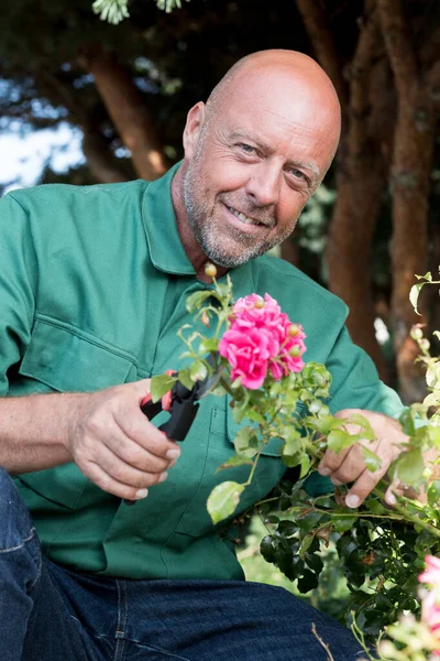 Mature Gardener Cuts Roses — Stock Photo, Image
