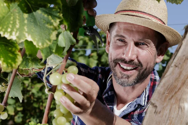 Man Snijden Stelletje Verse Rijpe Sappige Druiven Met Pruner — Stockfoto