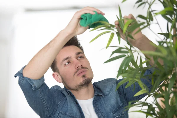 Man Caring Home Plants Indoors — Stock Photo, Image