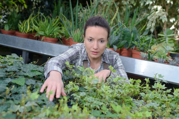 Arbeiterinnen Pflegen Pflanzen Gartencenter — Stockfoto
