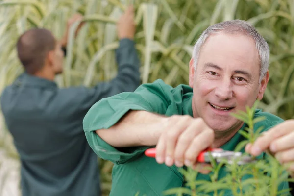 Happy Man Cutting Hedge — Stock Photo, Image