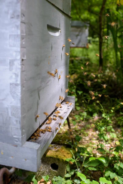 Zbliżenie Uli Pszczół — Zdjęcie stockowe
