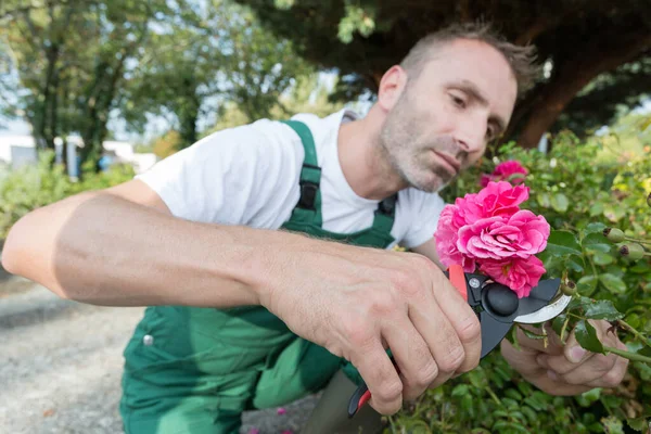 Μεσήλικας Κηπουρός Κλαδεύει Ένα Τριαντάφυλλο Κλαδευτήρια — Φωτογραφία Αρχείου
