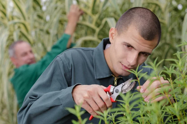 庭のはさみで植物を切る若い男の庭師 — ストック写真