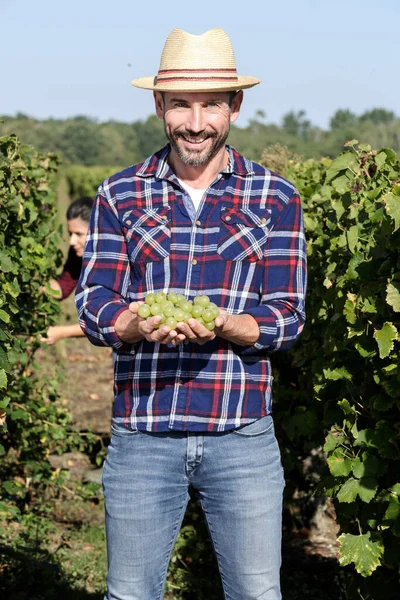 Homem Feliz Segurando Uvas Maduras Vinha — Fotografia de Stock