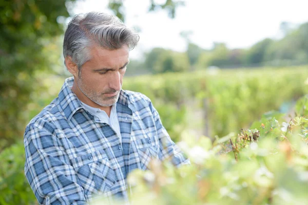 魅力的な男性のブドウ畑のブドウを収穫 — ストック写真