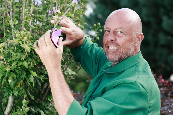 Happy Professional Male Gardener Pruning Hedge — Stock Photo, Image