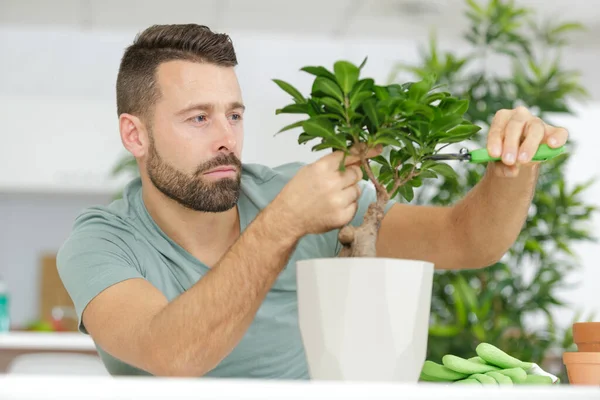 집에서 식물을 돌보는 — 스톡 사진