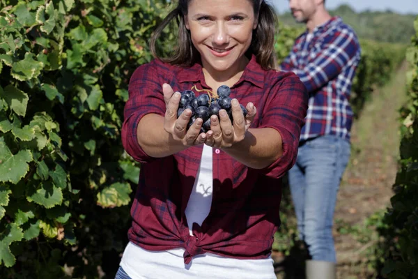 Vrouw Tussen Druiven Wijnstokken Tonen Bos Van Rijpe Zwarte Druiven — Stockfoto