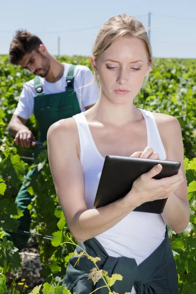 Mujer Usando Una Tableta Mientras Trabaja Viñedo — Foto de Stock