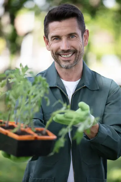 Homme Avec Des Herbes Boîte Bois Dans Jardin — Photo