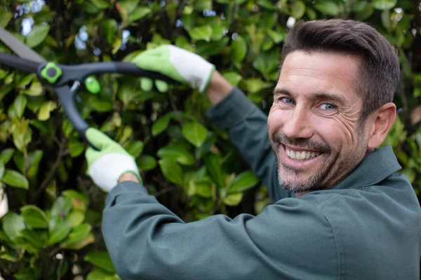 Handsome Professional Gardener Trimming Hedge — Stock Photo, Image