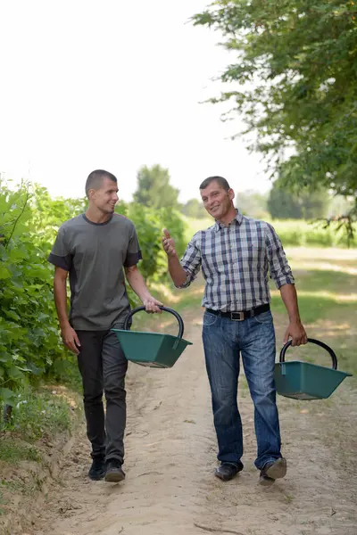 Два Человека Идут Через Виноградник — стоковое фото