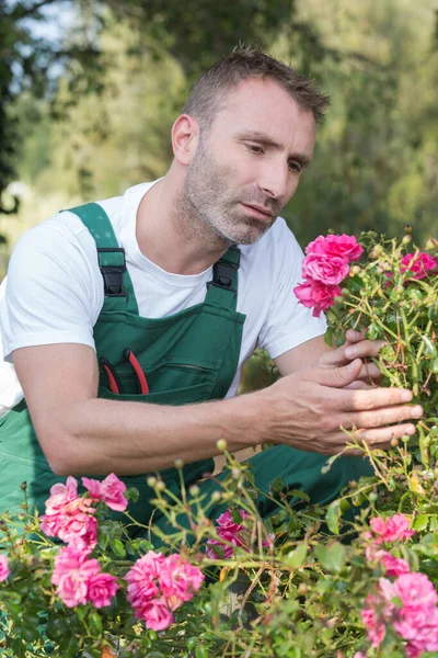 Bahçede Gülleri Kesen Adam — Stok fotoğraf