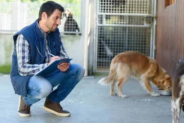 Male Vet Observing Dogs Eating — Stock Photo, Image