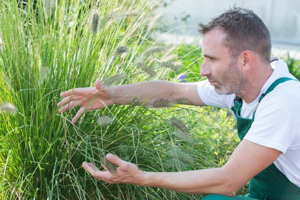 Adam Tarladaki Yeşil Buğday Başaklarına Dokunur — Stok fotoğraf