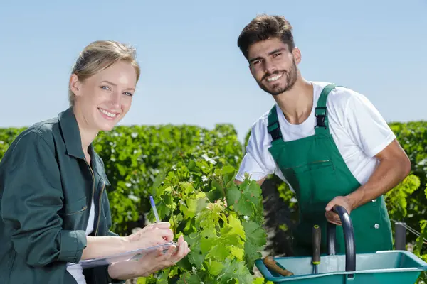 Happy Man Woman Working Vineyards — Stock Photo, Image