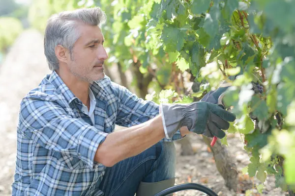 a man is pruning the vines