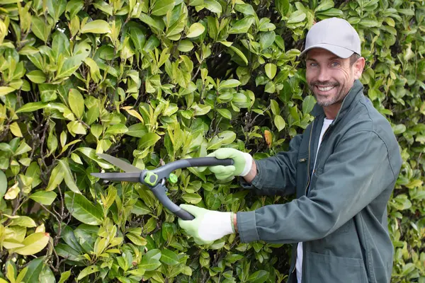 Profesjonalnych Mężczyzna Ogrodnik Przycinanie Żywopłotu Podwórku Domu — Zdjęcie stockowe