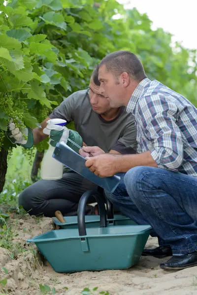 Two Male Wine Experts Inspecting Grapes Vine — Stock Photo, Image