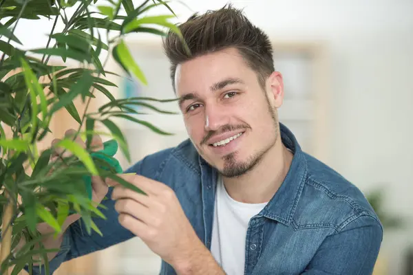 Mann Putzt Laub Auf Einer Zimmerpflanze — Stockfoto