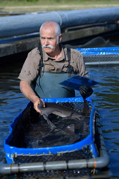 Trabajador Pesca Piscifactoría — Foto de Stock