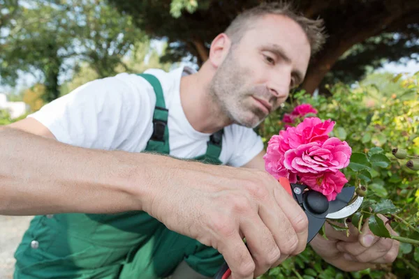 Homme Jardinier Coupe Aménagement Paysager Buissons Verts — Photo