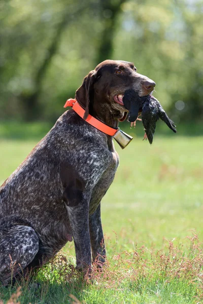 Hunting Dog Spaniel Holding Prey — Stock Photo, Image