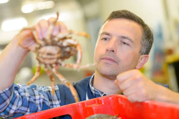 Man Holding Live Crab — Stock Photo, Image