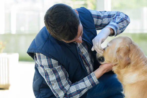 male vet on dental dog checking