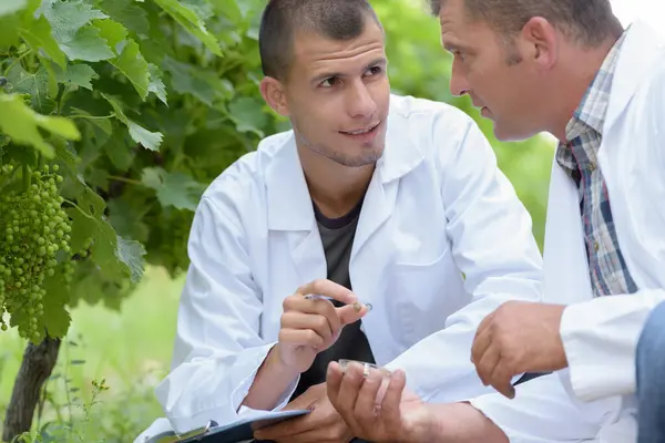 Two Oenologists Taking Grape Samples — Stock Photo, Image
