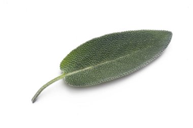 Beyaz arka planda izole edilmiş taze toplanmış adaçayı yaprağı.