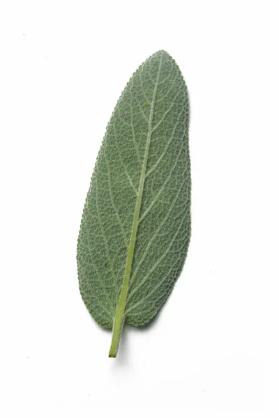 Φύλλα Φασκόμηλου Που Συγκομίζονται Πρόσφατα Απομονωμένα Λευκό Φόντο — Φωτογραφία Αρχείου
