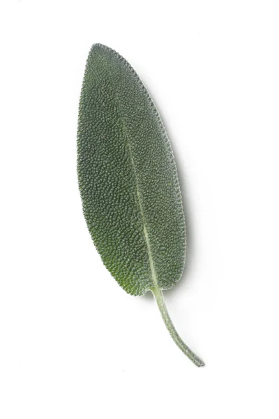 Φύλλα Φασκόμηλου Που Συγκομίζονται Πρόσφατα Απομονωμένα Λευκό Φόντο — Φωτογραφία Αρχείου