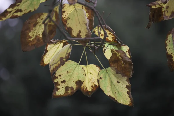 Schöne Herbstblätter Der Birke — Stockfoto