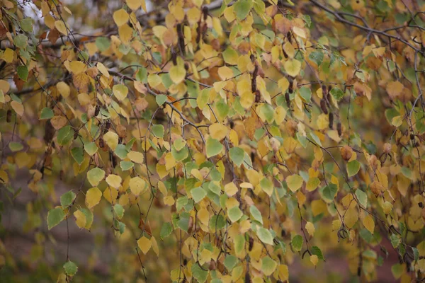 Красивые Осенние Листья Березы — стоковое фото
